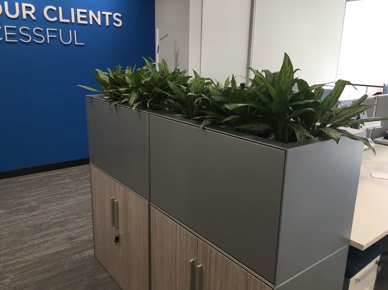 Cabinet Top plant displays for this Birmingham Lawyers office
