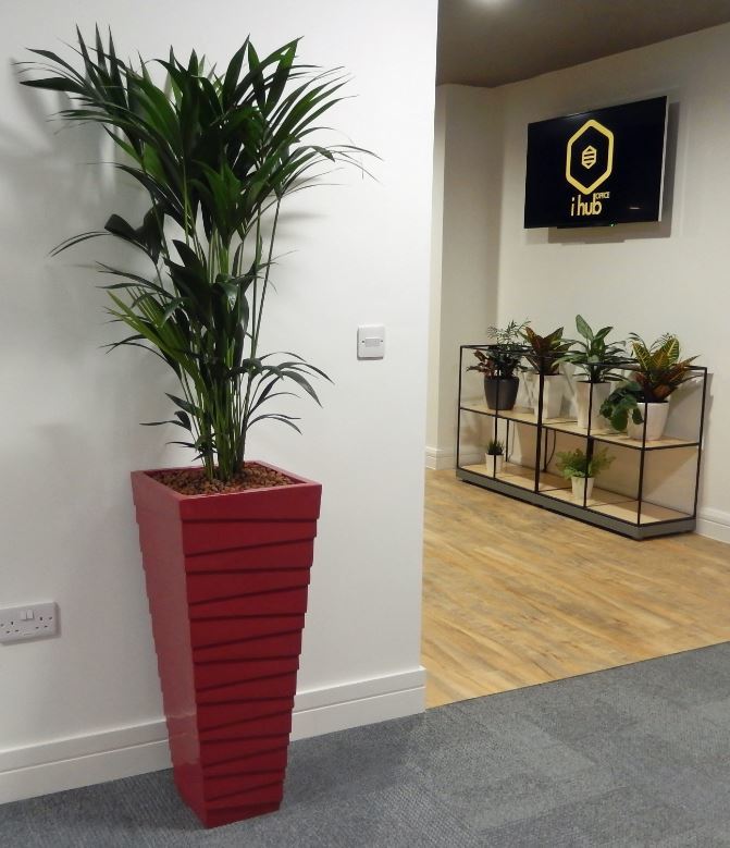 Groovy Tall square Plant Display in the Corridor of Birmingham Serviced Offices