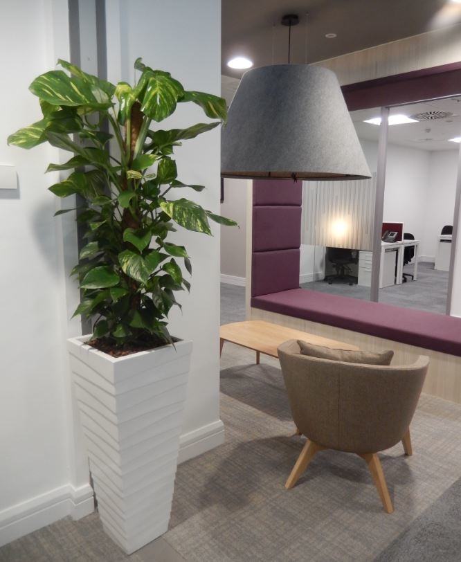 Variegated Plant in a groovy Pot for this ultra modern office environment