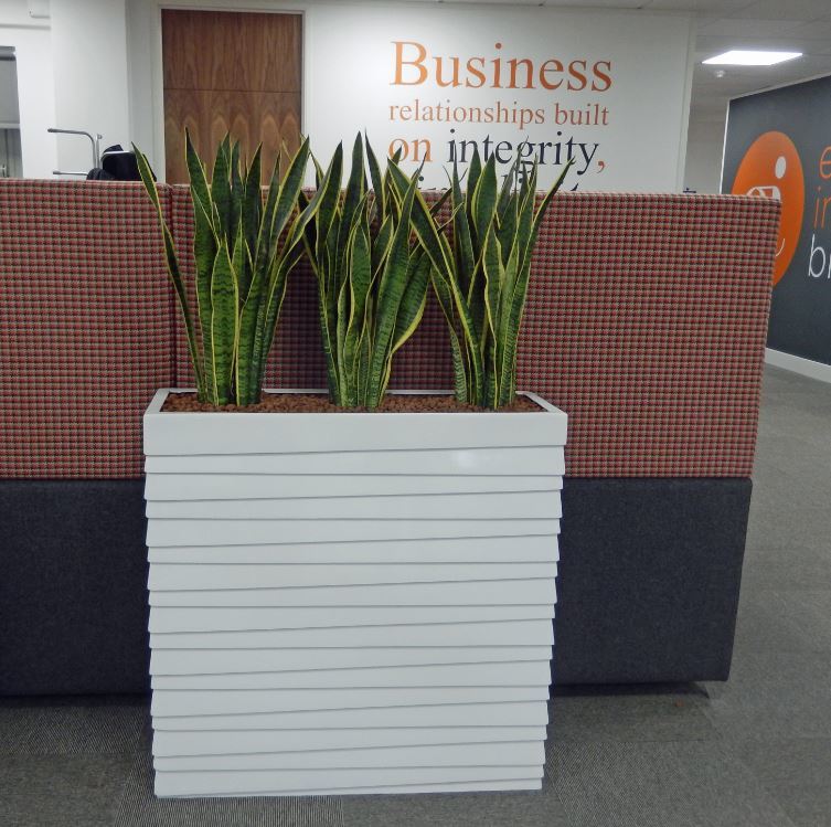 Groovy Barrier Trough Plant Display acting as a Office Screen
