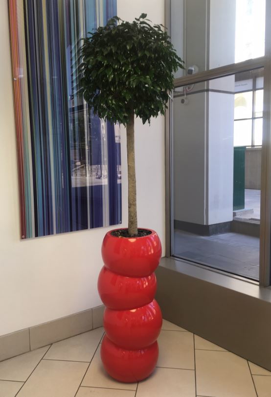 Tall Circular Bubble display with Ficus Benjamina Ball headed tree in Office Reception