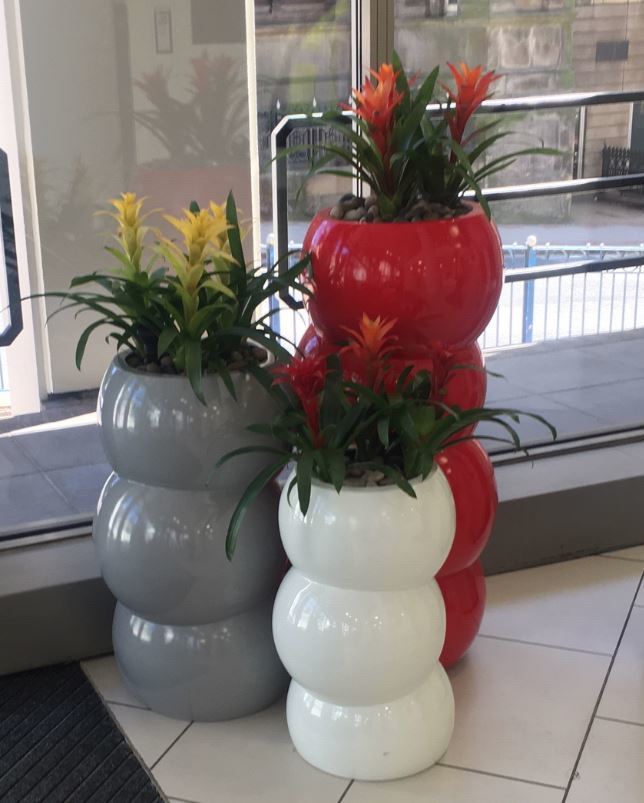 Tall Circular Bubble Plant Displays with flowering Guzzmania in Birmingham Office Reception