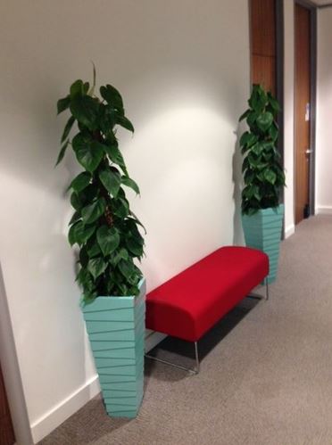 Plants for Midlands Solicitors new offices