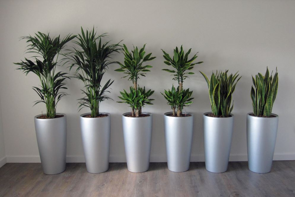 A Telford Pharmaceuitical company have six plant displays throughout their offices