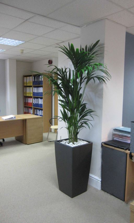 Blue Marble Properties Worcester offices with a Kentia Palm display