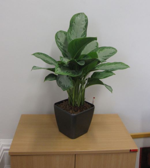 Cabinet top hydro culture display planted with a Aglaonema Silver Bay