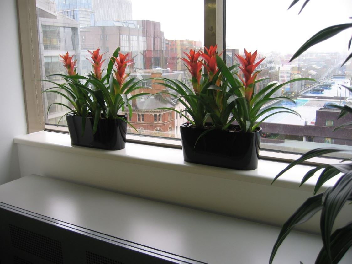 Desk top flowering red Guzzmania Bromeliad displays