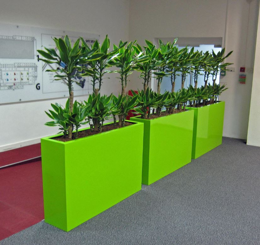Entrance to open plan office using tall rectangular screen planters