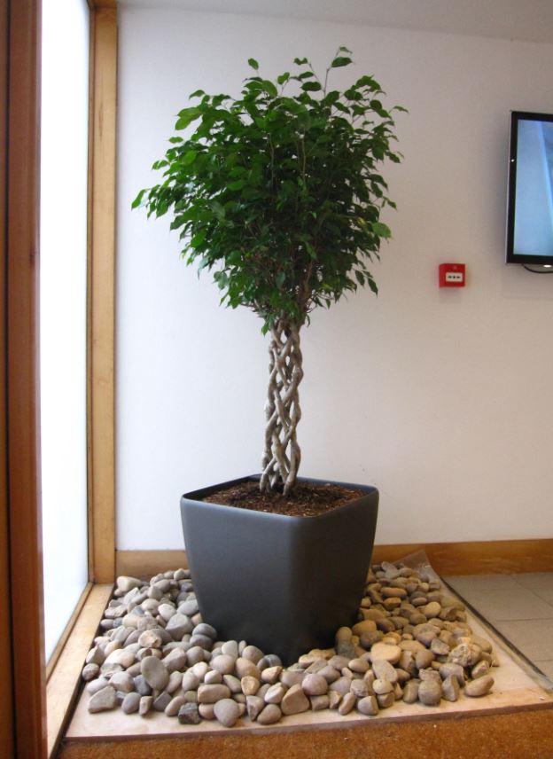 Ficus Benjamina Open Braided display on top of the trap door to the WW2 Air Raid shelter