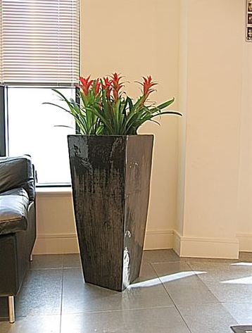 Flowering Red Guzzmania Cubis Display ideal for Office Receptions