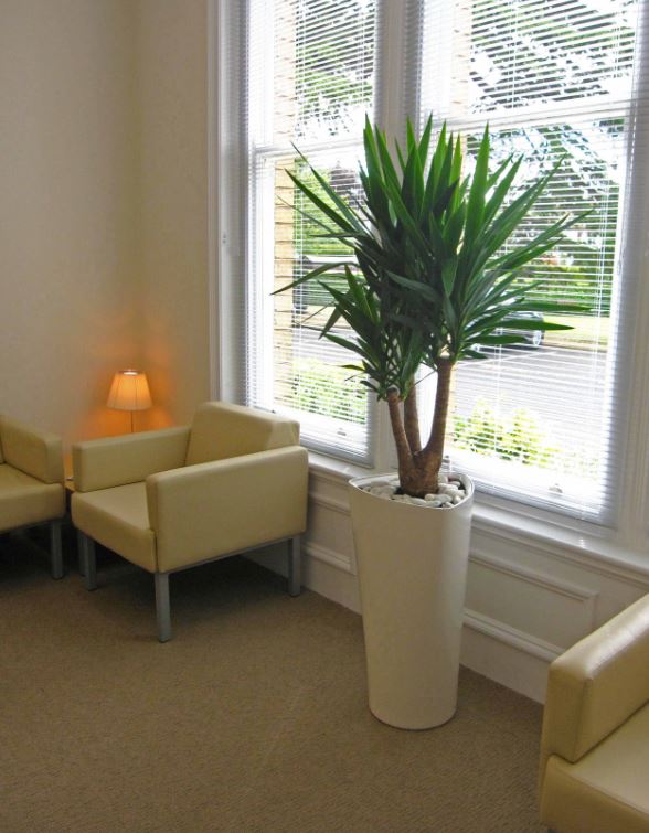 Gorgeous triangular Delta planted with a branched Yucca in Whittington office Reception