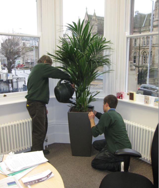 Kentia Palm display with Shakespeare Street Nottingham NG1 outside