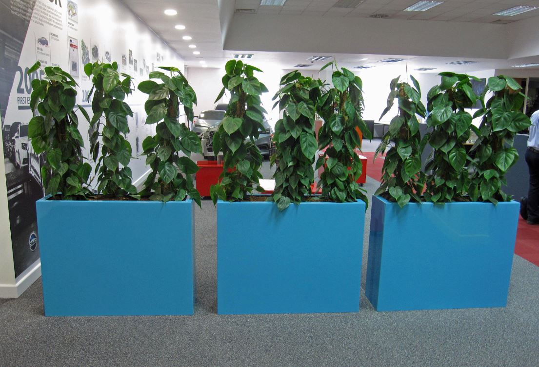 Light Blue Barrier Planters used as office dividers for this Birmingfham based company