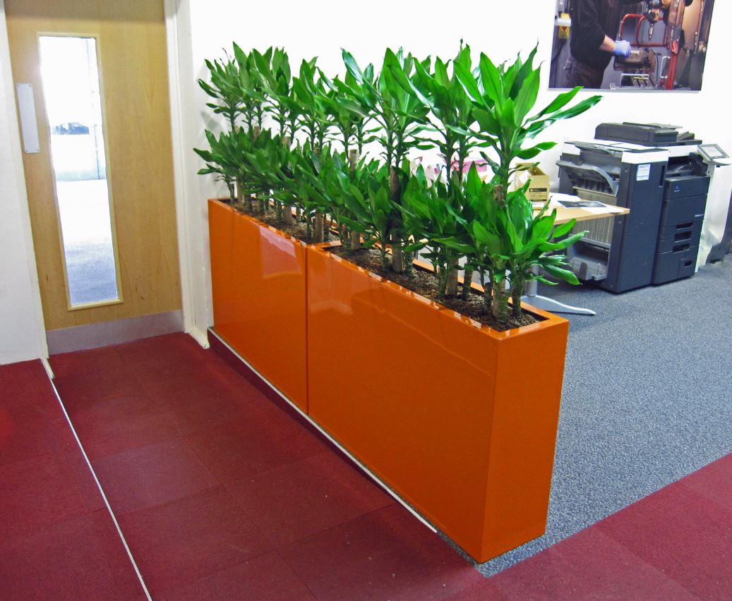 Live fully maintained Plant Displays for offices in the West Midlands
