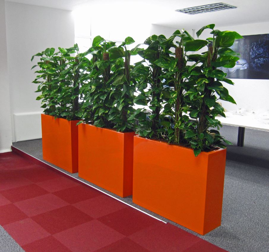 Orange  barrier planters with Schindaopsis Aureum plants