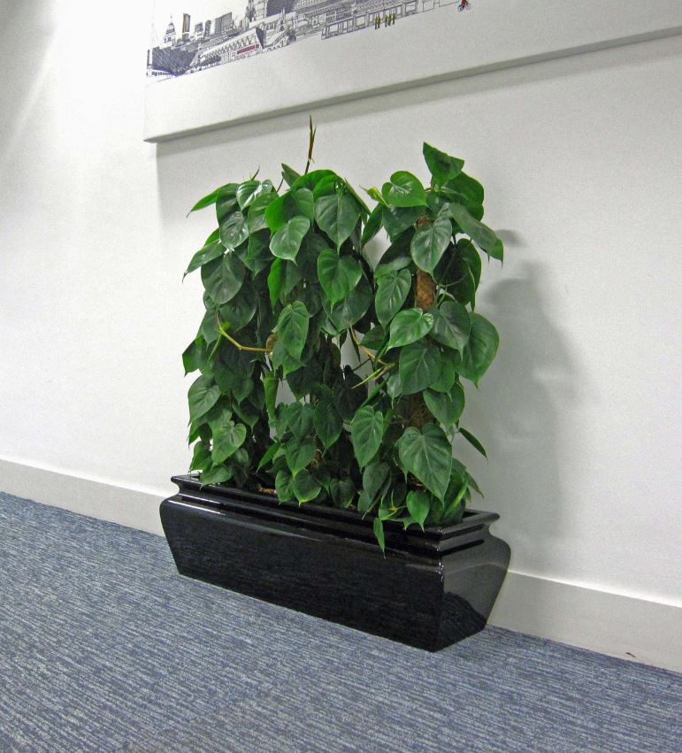 Rectangular display planted with upright Philodendren plants