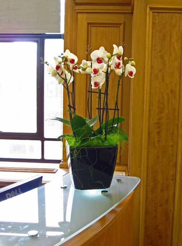 Statement Orchid display on Manchester M2 Reception desk