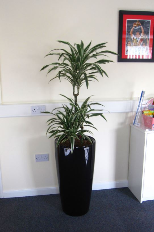 Tall circular Black display in the main office planted with a Dracaena White Stripe