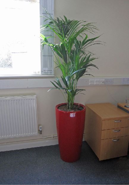 Tall red circular plant display for the offices at Aspire LLP Bromsgrove, Worcestershire B60 3DX