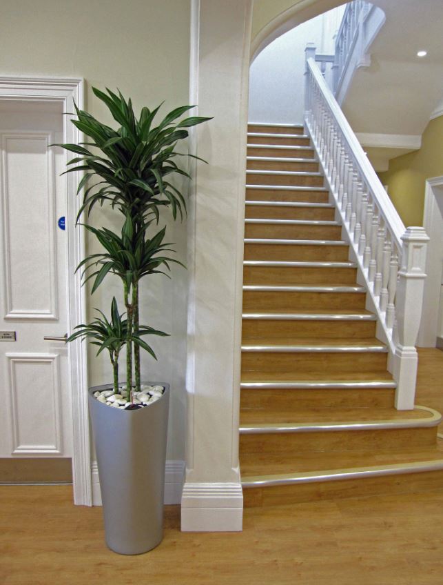 Tall silver display with a Dracaena Ulysses at the bottom of the stairs off Reception