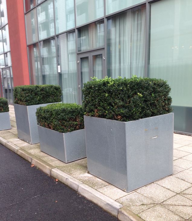 Low square container with square buxus topiary