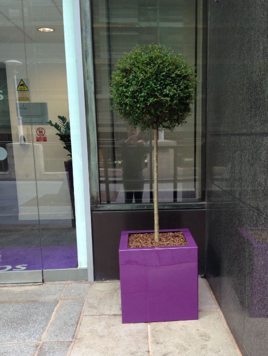 Purple cube display with ball headed topiary buxus tree