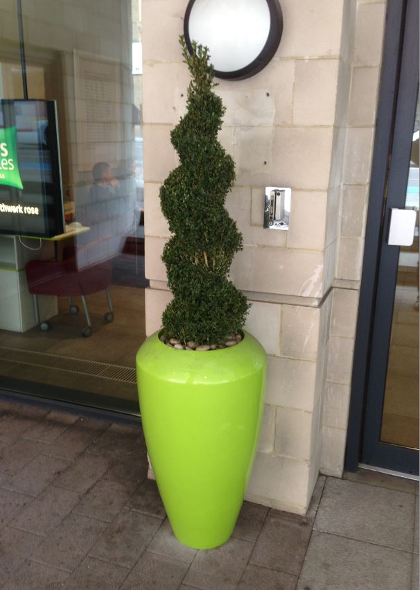 Lime Green planter with a spiral buxus topiary tree