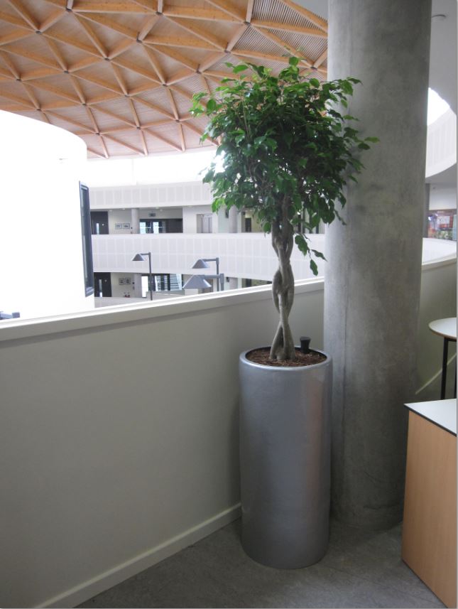 Ficus Benjamina braided stem plant at Telford Academy School