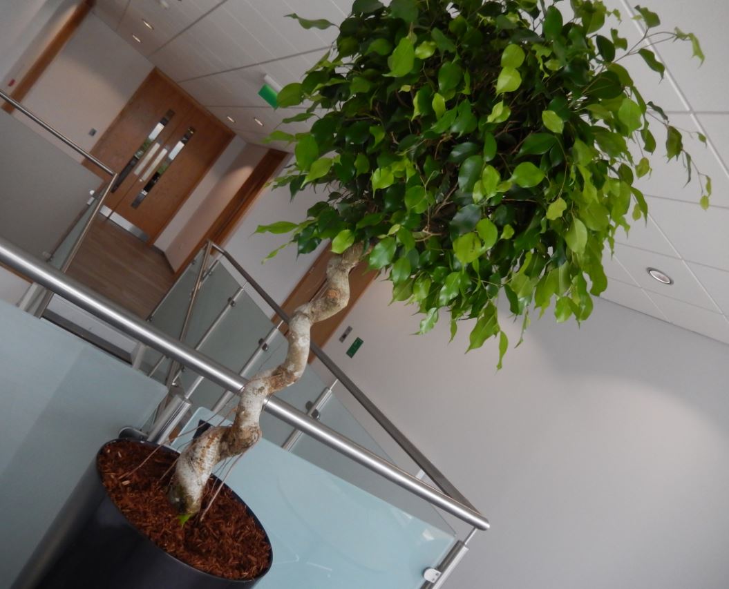 Ficus Corkscrew stem in rear Reception area - Coleshill West Midlands
