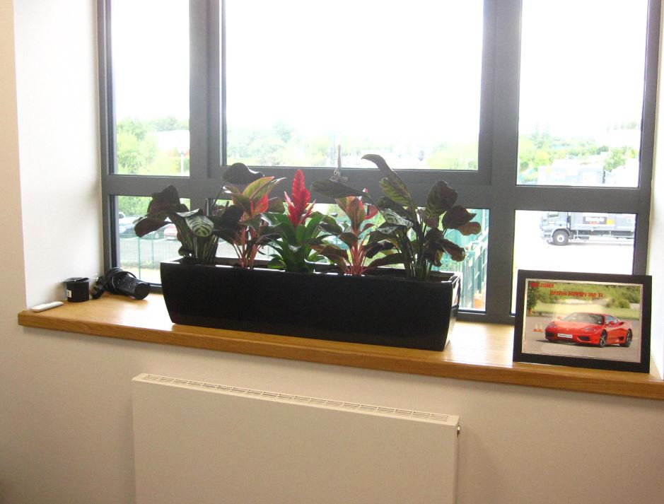 Windowsill plant display in Managers office