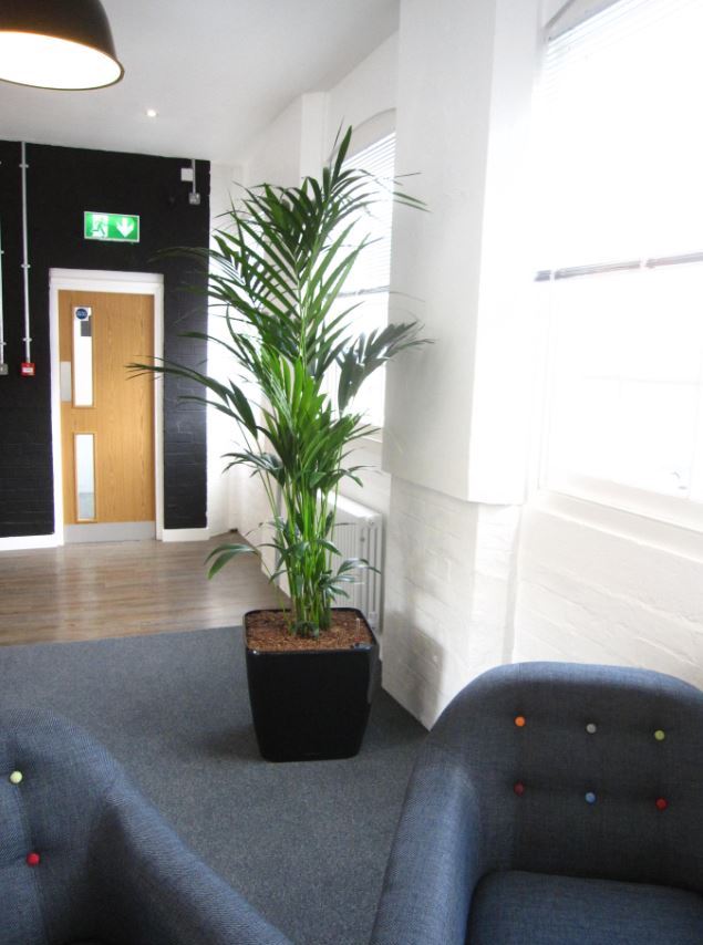 Black plant display perfectly contrasting with the office reception decor