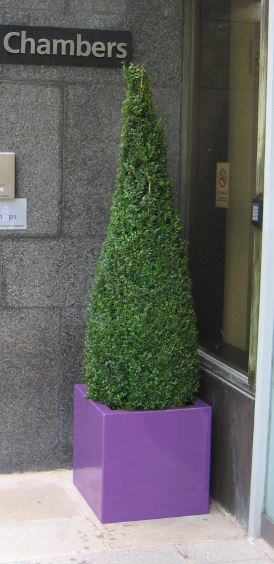 Barristers offices have plants in Birmingham & London outside Buxus topiary