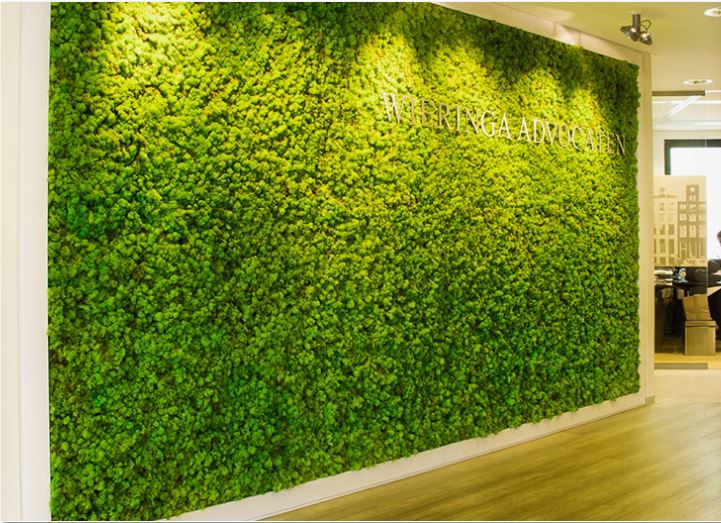Green wall in preserved moss