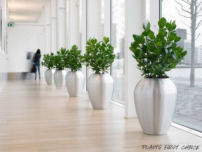Healthy Buildings use plant displays to create green offices