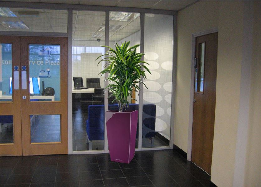 Imagine office plants Samsung Service Centre entrance after