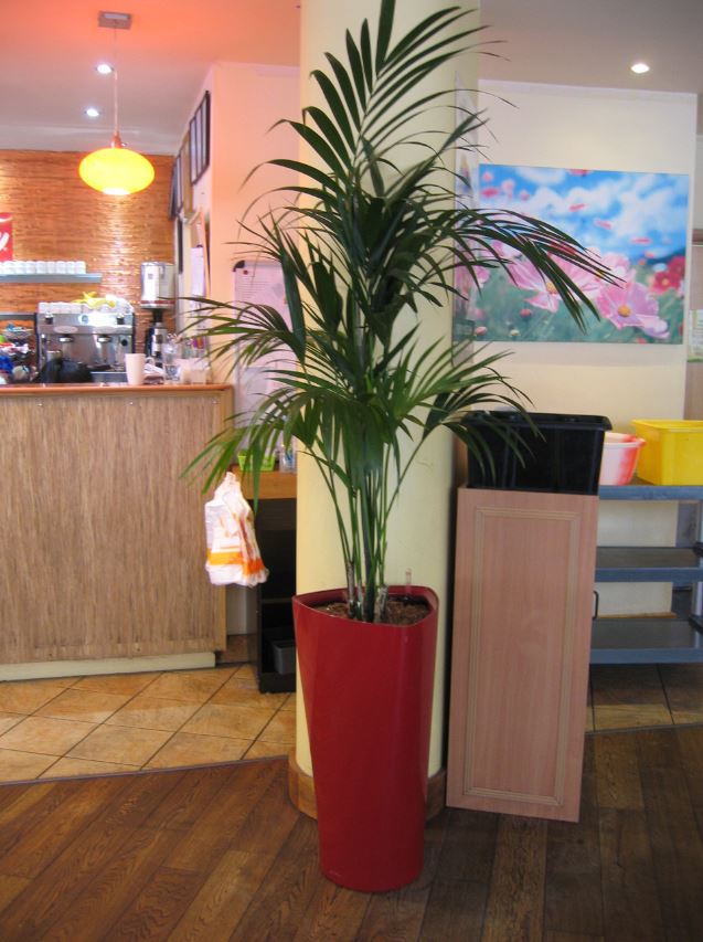 Interior Palm restaurant plant displays for Cafe Soya in Birmingham