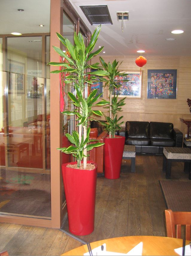 Interior restaurant plants for Cafe Soya in Birmingham