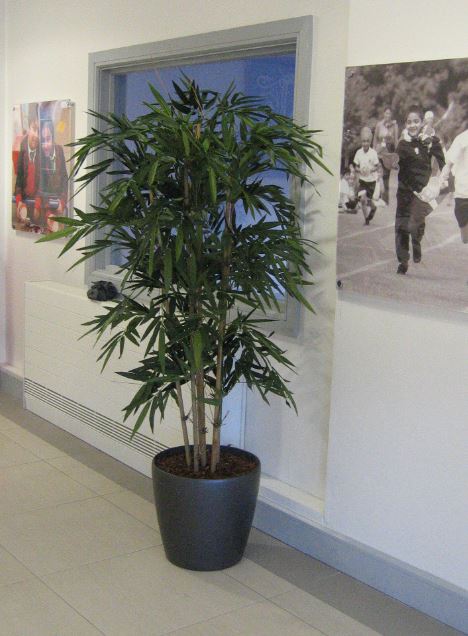 Nishkam School display with an artificial Bamboo plant