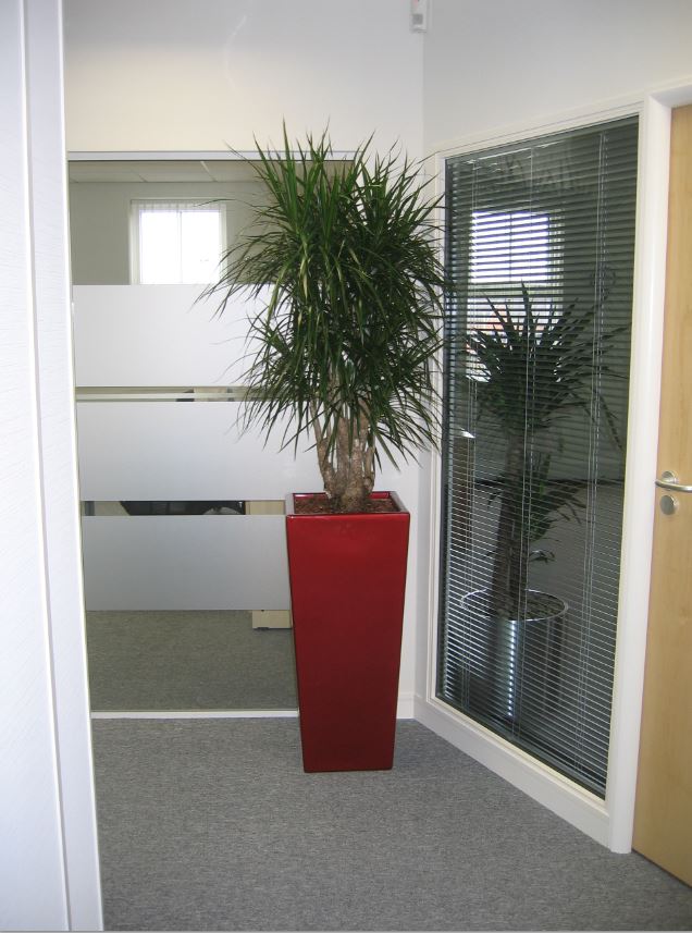 The plant improves the office environment journeys end