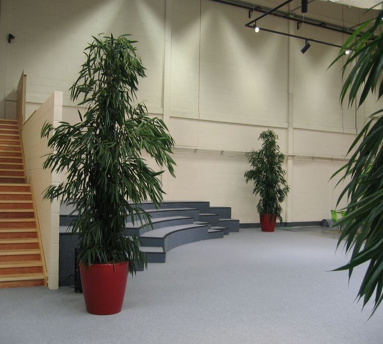 Plants for Academy Schools