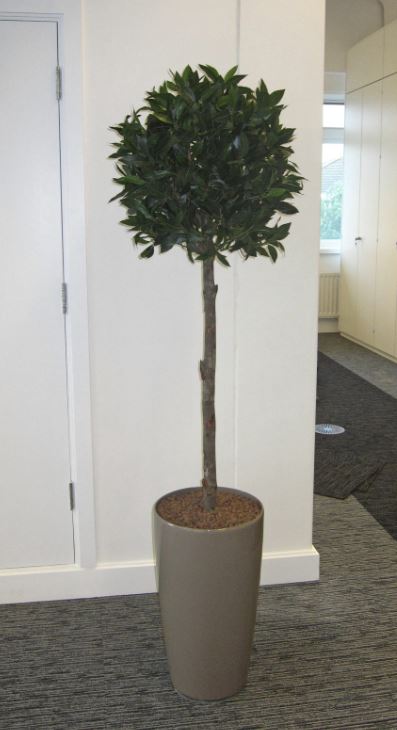 Rondo in Taupe Brown planted with an artificial ball headed Bay tree