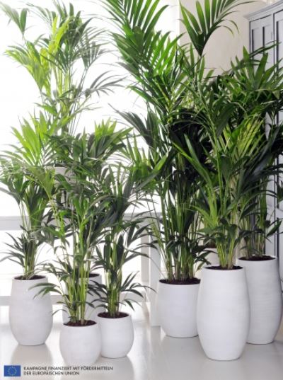 The Kentia Palm plant is a popular choice for office staff