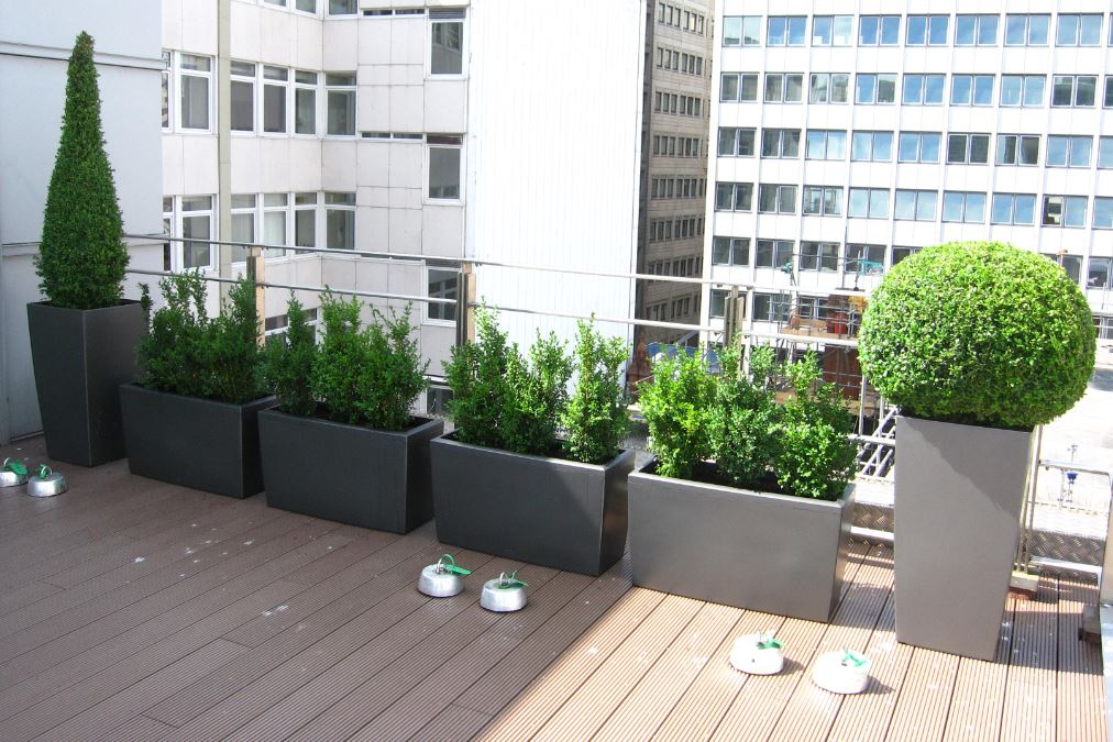 Toiary plants for Birmingham law firm roof garden