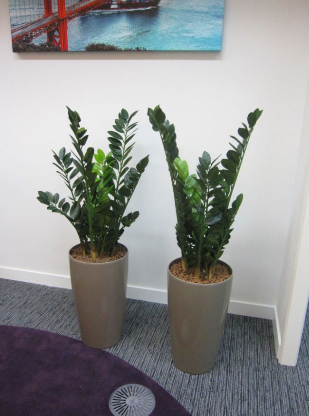 Zamiifolia artificial plants at Oxford Business Park
