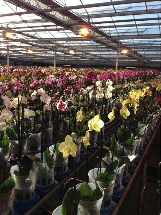 Phalaenopsis plants for office receptions