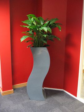 Contemporary plants for offices Curvy Marilyn display