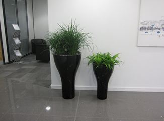 Contemporary plants for offices black displays