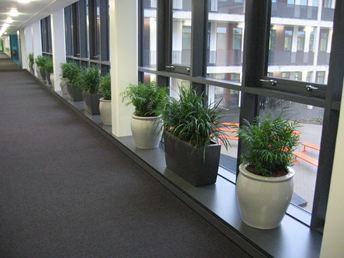 Contemporary plants for offices in School corridor