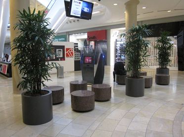 Contemporary plants for offices Rhapis Palms