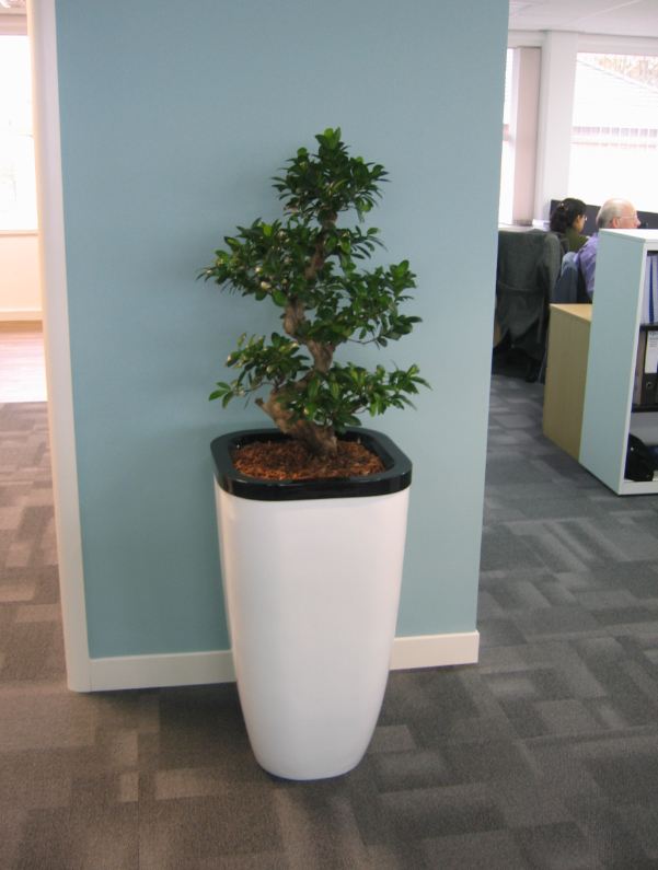 Contemporary plants for the office spiral Ficus Ginseng